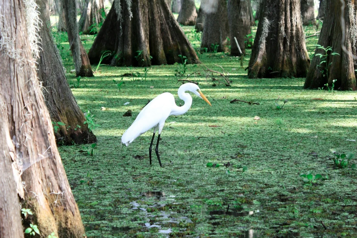 GFY Environmental Site Assessment Company Servicing Wetlands & More: Egret in Wetlands
