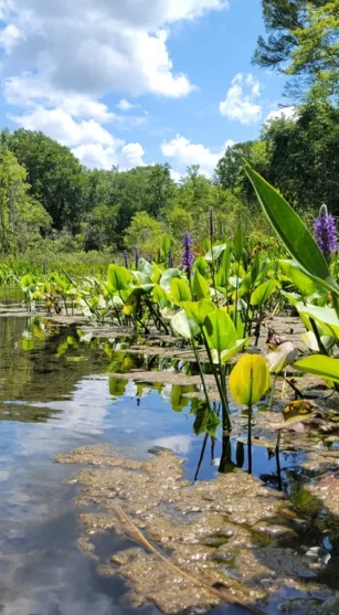 Gum Slough - Wetlands and Plants