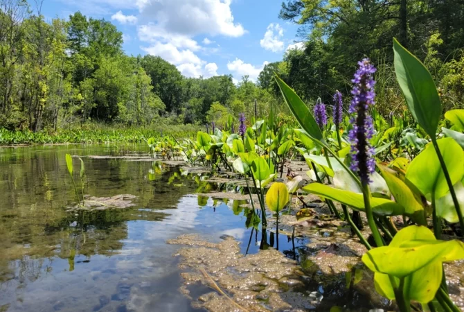 Gum Slough - Wetlands and Plants