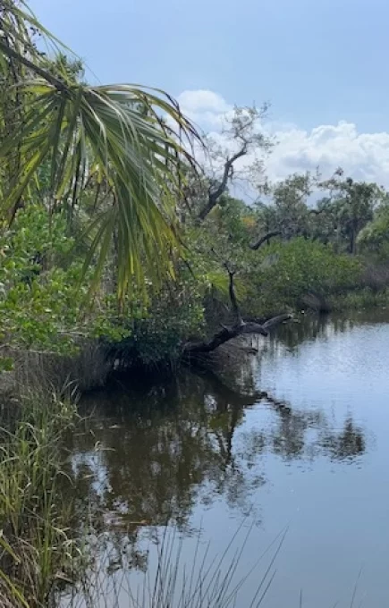 Salt Springs State Park Wetlands/Water