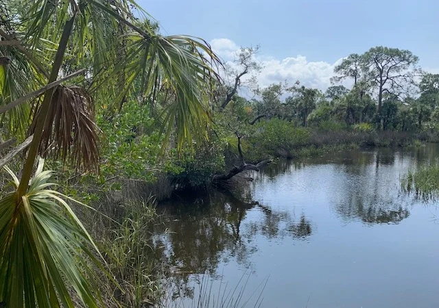 Salt Springs State Park Wetlands/Water