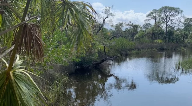 Salt Springs State Park Wetlands/Water
