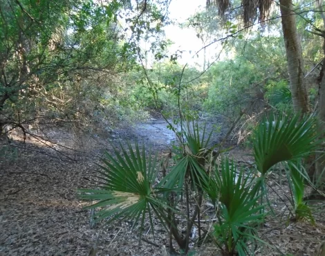 Shorecrest Prep Academy Ecology Survey